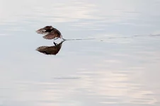 FSC_8768.webp
