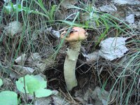 DSC03420.JPG