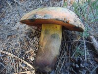 DSC03435.JPG