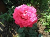 .webp