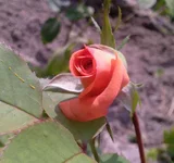 Photo-0270.webp