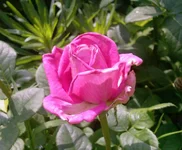 Photo-0271.webp