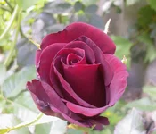 Photo-0272.webp