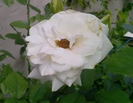 Photo-0273.webp