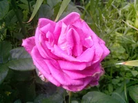 Photo-0274.webp