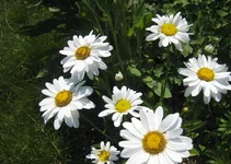 .webp