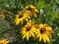 .webp