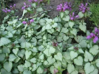 11.webp