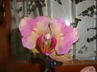 .webp