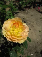  Томас.webp