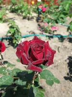  Баккара.webp