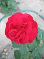 .webp