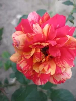 .webp