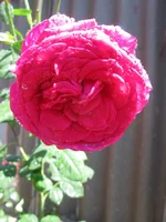 IMG_3599.webp