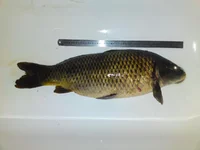 DSC00363.webp