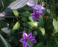 DSC00986.webp