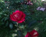 DSC00987.webp