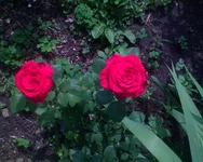 DSC00983.webp