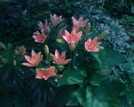 DSC00982.webp