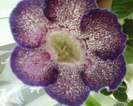 -0014.webp