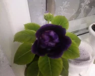 -0009.webp