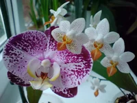 DSC03731.webp