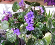 23-Река Волга.webp