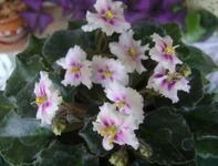 Rob's Boondoggle .webp