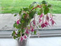 pink fucshia small.webp