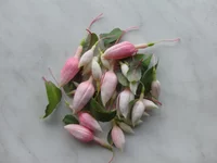 pink fucshia butons.webp