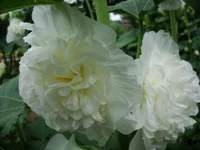DSC07049.webp