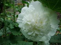 DSC07051.webp