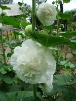 DSC07052.webp