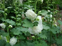 DSC07053.webp
