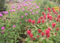 .webp