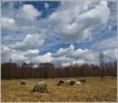 DSC_6594-Edit_crop.jpg