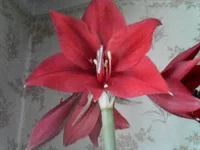  .webp