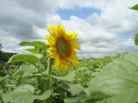 DSC03358.webp