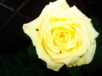 DSC06939.webp