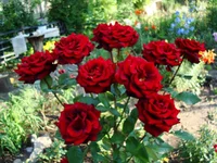 DSC06969.webp