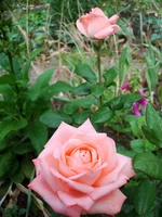 DSC07037.webp