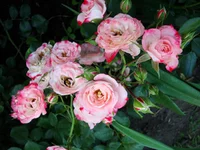 DSC06971.webp