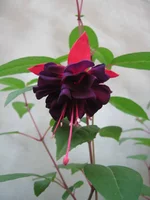 BLUE EYES IMG_0755.webp