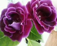 -0032.webp