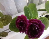 -0034.webp