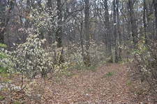 deep_forest.webp