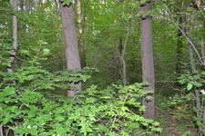 les_sverhu.webp