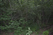 zarosli1.webp