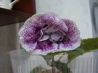  детки Гранатовый иней.webp