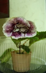  Гранатовый иней.webp